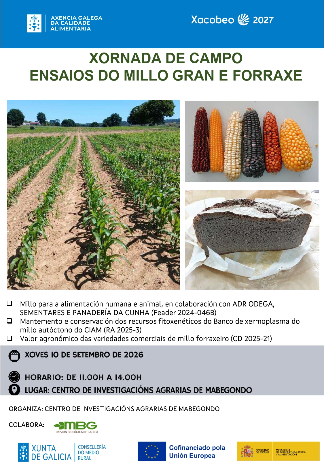 XORNADA DE CAMPO. ENSAIOS DO MILLO GRAN E FORRAXE